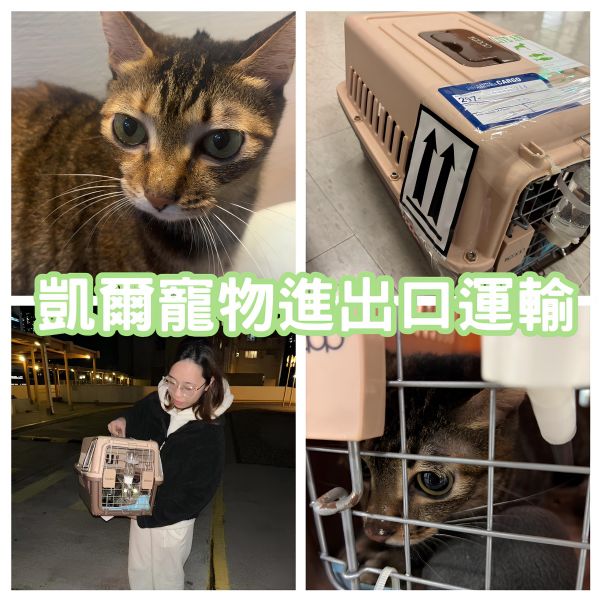 2025/01/21『香港』混種貓貓陪主人定居香港囉~~~